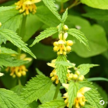 Goldnessel ist ein attraktiver, ungiftiger Wildkräuter‑Bodendecker mit milden Anwendungen in Küche, Hautpflege und Garten.