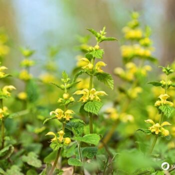 Goldnessel ist ein attraktiver, ungiftiger Wildkräuter‑Bodendecker mit milden Anwendungen in Küche, Hautpflege und Garten.