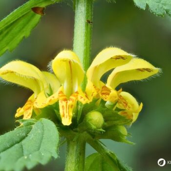 Goldnessel ist ein attraktiver, ungiftiger Wildkräuter‑Bodendecker mit milden Anwendungen in Küche, Hautpflege und Garten.