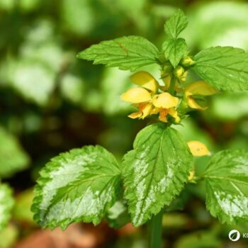 Goldnessel ist ein attraktiver, ungiftiger Wildkräuter‑Bodendecker mit milden Anwendungen in Küche, Hautpflege und Garten.