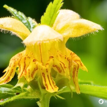 Goldnessel ist ein attraktiver, ungiftiger Wildkräuter‑Bodendecker mit milden Anwendungen in Küche, Hautpflege und Garten.