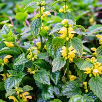 Goldnessel ist ein attraktiver, ungiftiger Wildkräuter‑Bodendecker mit milden Anwendungen in Küche, Hautpflege und Garten.