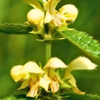 Goldnessel ist ein attraktiver, ungiftiger Wildkräuter‑Bodendecker mit milden Anwendungen in Küche, Hautpflege und Garten.