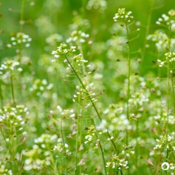 Hirtentäschel – wildes Heilkraut gegen Blutungen, reich an Vitaminen, ideal für Küche & Hausapotheke. Jetzt mehr erfahren!