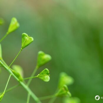 Hirtentäschel – wildes Heilkraut gegen Blutungen, reich an Vitaminen, ideal für Küche & Hausapotheke. Jetzt mehr erfahren!
