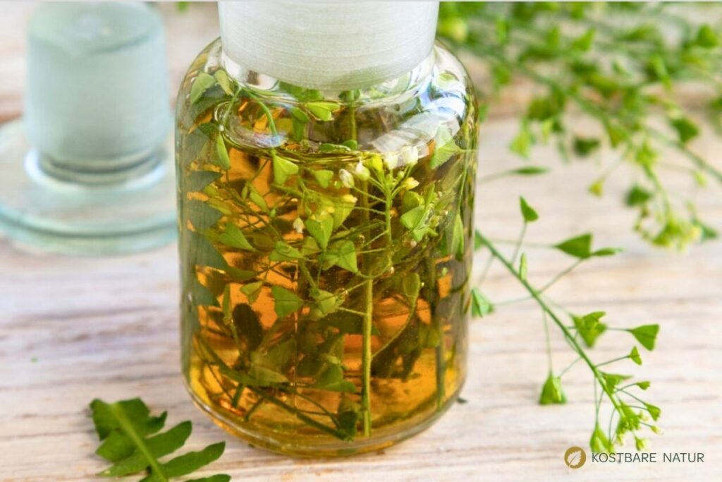 Hirtentäschel – wildes Heilkraut gegen Blutungen, reich an Vitaminen, ideal für Küche & Hausapotheke. Jetzt mehr erfahren!