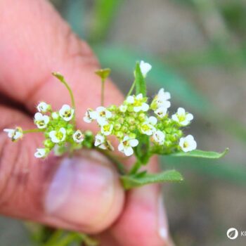 Hirtentäschel – wildes Heilkraut gegen Blutungen, reich an Vitaminen, ideal für Küche & Hausapotheke. Jetzt mehr erfahren!