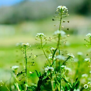 Hirtentäschel – wildes Heilkraut gegen Blutungen, reich an Vitaminen, ideal für Küche & Hausapotheke. Jetzt mehr erfahren!