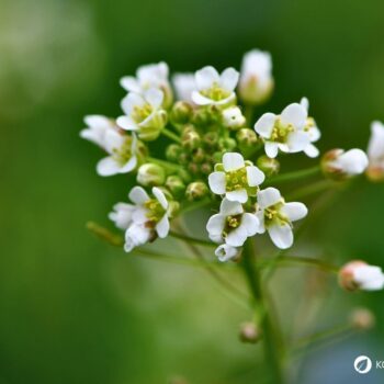 Hirtentäschel – wildes Heilkraut gegen Blutungen, reich an Vitaminen, ideal für Küche & Hausapotheke. Jetzt mehr erfahren!