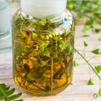 Hirtentäschel – wildes Heilkraut gegen Blutungen, reich an Vitaminen, ideal für Küche & Hausapotheke. Jetzt mehr erfahren!