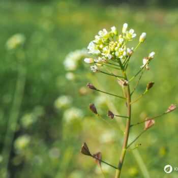 Hirtentäschel – wildes Heilkraut gegen Blutungen, reich an Vitaminen, ideal für Küche & Hausapotheke. Jetzt mehr erfahren!