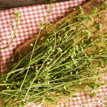 Hirtentäschel – wildes Heilkraut gegen Blutungen, reich an Vitaminen, ideal für Küche & Hausapotheke. Jetzt mehr erfahren!