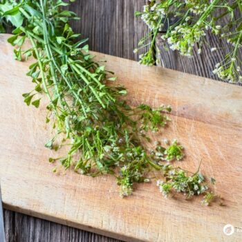 Hirtentäschel – wildes Heilkraut gegen Blutungen, reich an Vitaminen, ideal für Küche & Hausapotheke. Jetzt mehr erfahren!