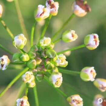Hirtentäschel – wildes Heilkraut gegen Blutungen, reich an Vitaminen, ideal für Küche & Hausapotheke. Jetzt mehr erfahren!