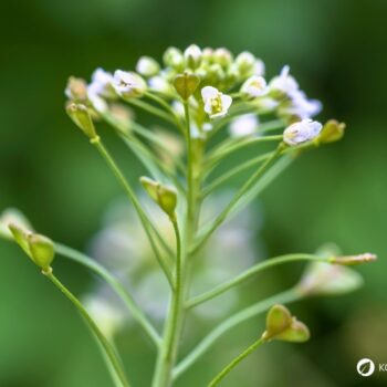 Hirtentäschel – wildes Heilkraut gegen Blutungen, reich an Vitaminen, ideal für Küche & Hausapotheke. Jetzt mehr erfahren!