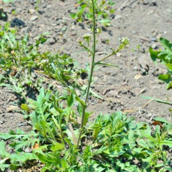 Hirtentäschel – wildes Heilkraut gegen Blutungen, reich an Vitaminen, ideal für Küche & Hausapotheke. Jetzt mehr erfahren!