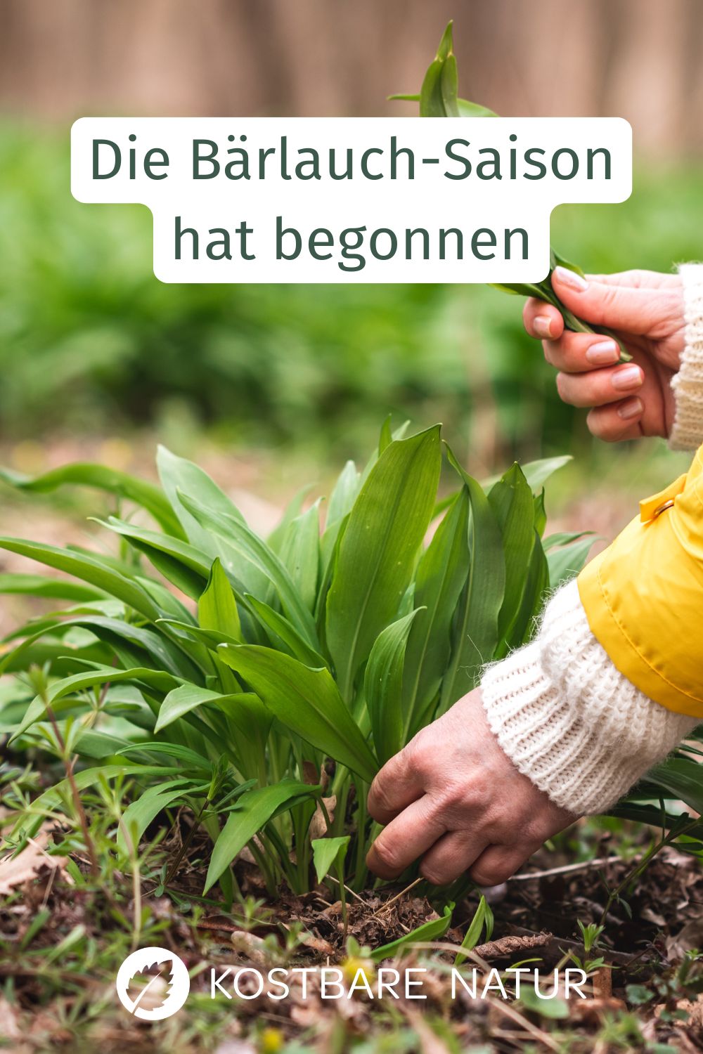 Die Bärlauch-Saison ist da und mit ihr viele Neuigkeiten: Bärlauch-Diebstahl, Verwechslungsgefahr und Rezeptideen.