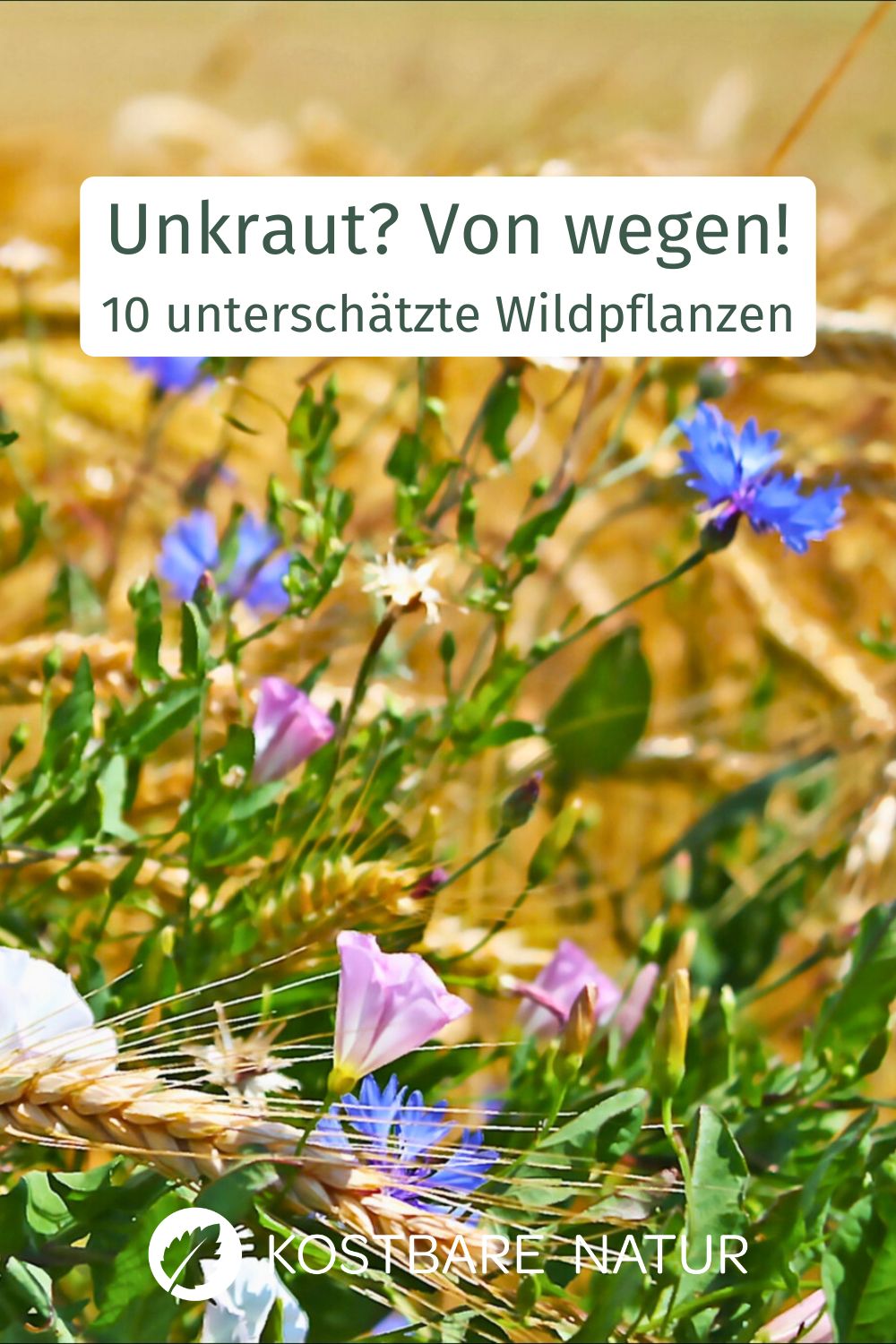 Unkräuter sind Pflanzen, deren Nutzen noch nicht erkannt ist. Diese 10 Wildkräuter sind schmackhaft und gesund!