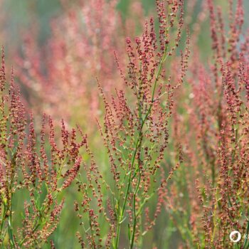 Wiesen-Sauerampfer erkennen, sammeln und nutzen: Wirkung, Küche, Heilwirkung, Anbau und Tipps für die sichere Bestimmung einfach erklärt.