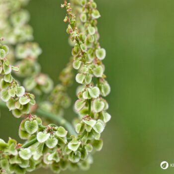 Wiesen-Sauerampfer erkennen, sammeln und nutzen: Wirkung, Küche, Heilwirkung, Anbau und Tipps für die sichere Bestimmung einfach erklärt.