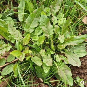 Wiesen-Sauerampfer erkennen, sammeln und nutzen: Wirkung, Küche, Heilwirkung, Anbau und Tipps für die sichere Bestimmung einfach erklärt.