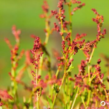Wiesen-Sauerampfer erkennen, sammeln und nutzen: Wirkung, Küche, Heilwirkung, Anbau und Tipps für die sichere Bestimmung einfach erklärt.