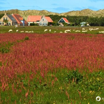 Wiesen-Sauerampfer erkennen, sammeln und nutzen: Wirkung, Küche, Heilwirkung, Anbau und Tipps für die sichere Bestimmung einfach erklärt.