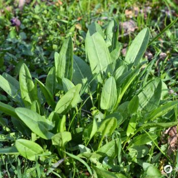 Wiesen-Sauerampfer erkennen, sammeln und nutzen: Wirkung, Küche, Heilwirkung, Anbau und Tipps für die sichere Bestimmung einfach erklärt.
