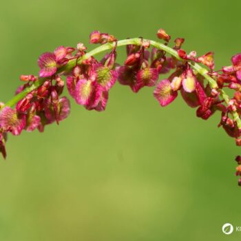 Wiesen-Sauerampfer erkennen, sammeln und nutzen: Wirkung, Küche, Heilwirkung, Anbau und Tipps für die sichere Bestimmung einfach erklärt.