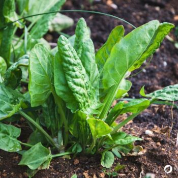 Wiesen-Sauerampfer erkennen, sammeln und nutzen: Wirkung, Küche, Heilwirkung, Anbau und Tipps für die sichere Bestimmung einfach erklärt.