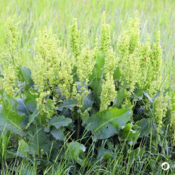 Wiesen-Sauerampfer erkennen, sammeln und nutzen: Wirkung, Küche, Heilwirkung, Anbau und Tipps für die sichere Bestimmung einfach erklärt.