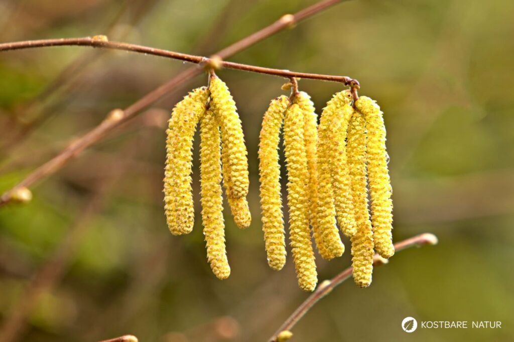 Haselkätzchen