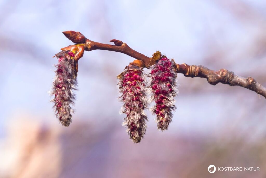 Pappelblüten
