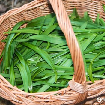 Wunder-Lauch ist eine milde Wildpflanze für Küche und Garten. Erfahre alles über Erkennung, Nutzung, Wirkung und Anbau.