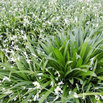 Wunder-Lauch ist eine milde Wildpflanze für Küche und Garten. Erfahre alles über Erkennung, Nutzung, Wirkung und Anbau.