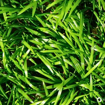 Wunder-Lauch ist eine milde Wildpflanze für Küche und Garten. Erfahre alles über Erkennung, Nutzung, Wirkung und Anbau.