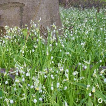 Wunder-Lauch ist eine milde Wildpflanze für Küche und Garten. Erfahre alles über Erkennung, Nutzung, Wirkung und Anbau.