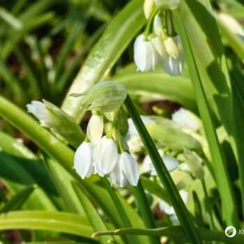 Wunder-Lauch ist eine milde Wildpflanze für Küche und Garten. Erfahre alles über Erkennung, Nutzung, Wirkung und Anbau.