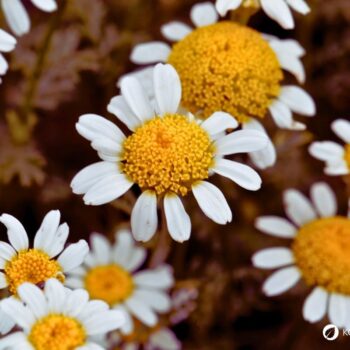 Bertram ist eine alte Heilpflanze. Erfahre alles über Wirkung, Verwendung, Rezepte, Anbau und sichere Bestimmung dieser besonderen Wurzel.