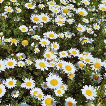 Bertram ist eine alte Heilpflanze. Erfahre alles über Wirkung, Verwendung, Rezepte, Anbau und sichere Bestimmung dieser besonderen Wurzel.