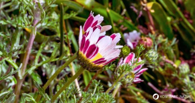 Bertram ist eine alte Heilpflanze. Erfahre alles über Wirkung, Verwendung, Rezepte, Anbau und sichere Bestimmung dieser besonderen Wurzel.