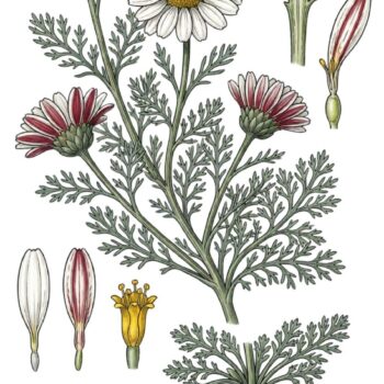 Bertram ist eine alte Heilpflanze. Erfahre alles über Wirkung, Verwendung, Rezepte, Anbau und sichere Bestimmung dieser besonderen Wurzel.