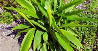 Wirkung, Anwendung, Küche, Heilkunde, Erkennungsmerkmale und Anbau von Alpinia officinarum einfach erklärt.