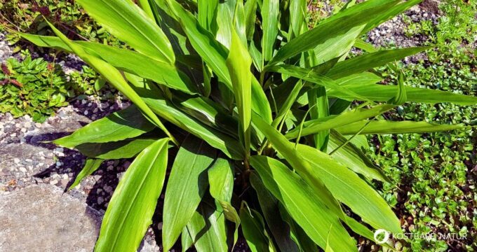 Wirkung, Anwendung, Küche, Heilkunde, Erkennungsmerkmale und Anbau von Alpinia officinarum einfach erklärt.