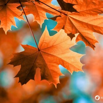 Ahorn entdecken: Wirkung, Verwendung und Tipps zur Bestimmung. Erfahre, wie du Ahornsirup, Blätter und Heilkräfte im Alltag nutzen kannst.