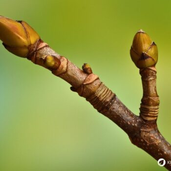 Ahorn entdecken: Wirkung, Verwendung und Tipps zur Bestimmung. Erfahre, wie du Ahornsirup, Blätter und Heilkräfte im Alltag nutzen kannst.