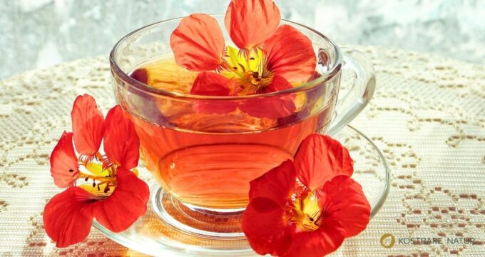 Kapuzinerkresse-Tee ist ein einfach selbstgemachter Kräutertee mit antibakterieller Wirkung, harntreibender und immununterstützender Kraft.