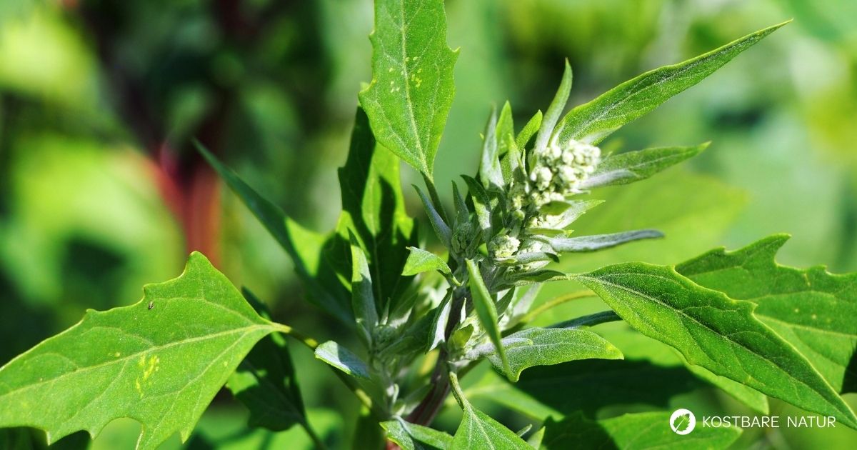 Entdecke den Weißen Gänsefuß: Das vergessene Superfood vom Wegesrand. Tipps zu Erkennung, Heilwirkung und leckere Rezepte.