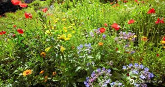 Wildkräuter gedeihen nicht nur in der freien Natur. Statt sie zu sammeln, kannst du ganz einfach einen Wildkräutergarten anlegen.