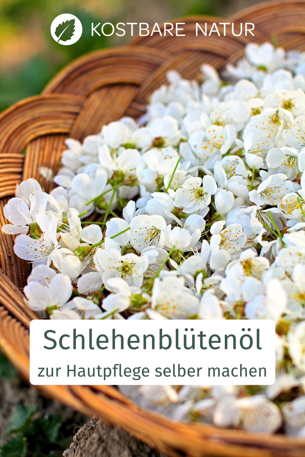 Schlehenblütenöl ist ein selbstgemachtes, natürliches Pflegeöl aus regionalen Blüten, das die Haut sanft pflegt und mit Feuchtigkeit versorgt.